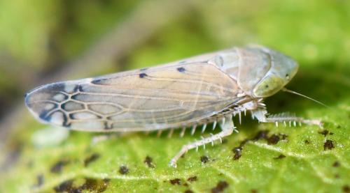 Synophropsis lauri